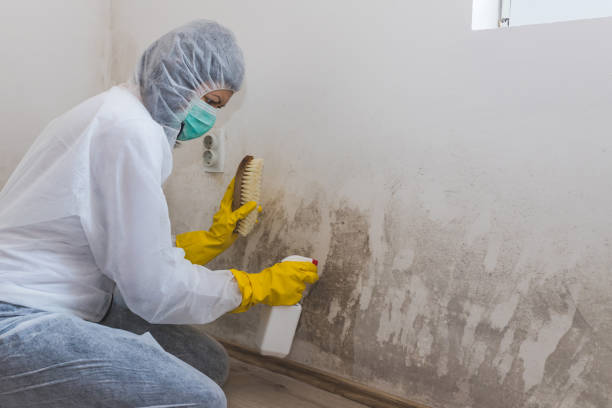 Professional Mold Remediation in Wrightstown, WI