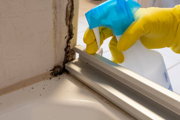 Best Commercial Mold Remediation in Wrightstown, WI