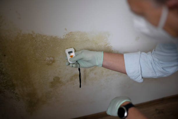 Best Mold Remediation for Specific Building Types in Wrightstown, WI