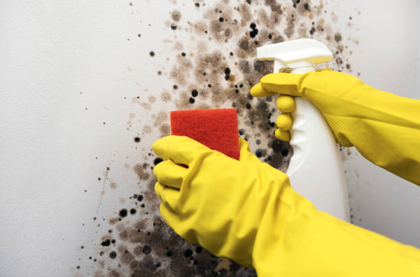 Best Basement Mold Remediation in Wrightstown, WI