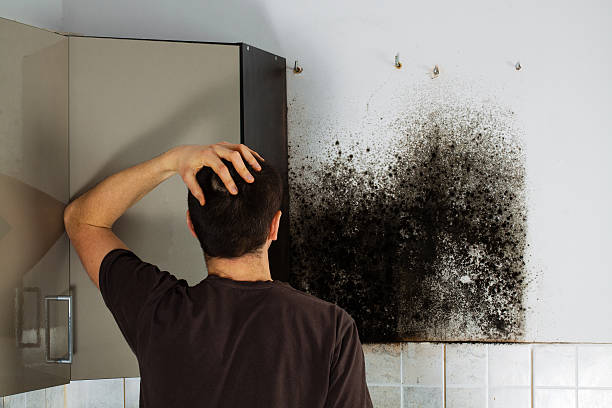 Best White Mold Remediation in Wrightstown, WI