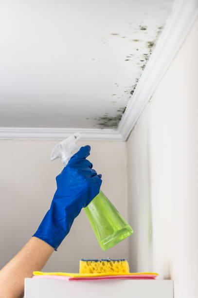 Best Residential Mold Remediation in Wrightstown, WI